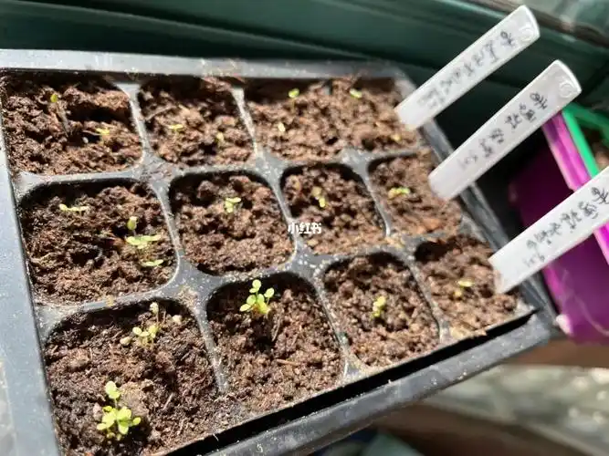 香雪球秋播发芽