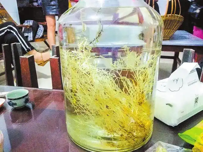 哀牢有仙草酒里长得高