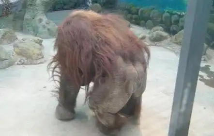 原创神农架红毛怪是野人吗它有可能是这种动物如今已极为稀少