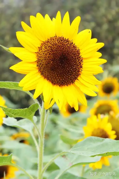向日葵是鲜花中最受欢迎的花朵之一,其花盘形似太阳,花朵亮丽,颜色