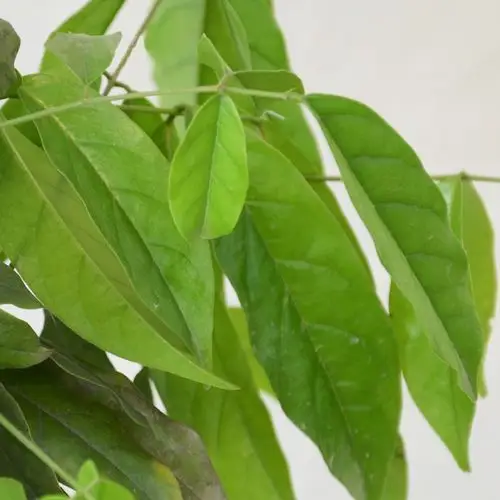 雪藤 血藤鸡血藤常绿藤蔓花卉盆栽花园阳台绿化绿植藤本植物