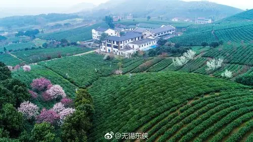 全国最美茶园宜兴市太华镇乾元茶场