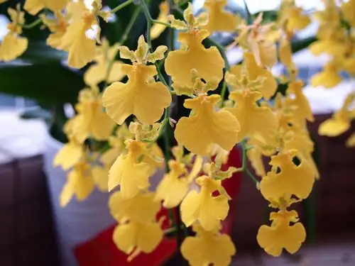 【梦幻跳舞兰】