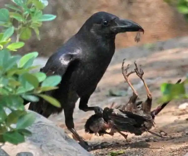 山西朔州一村庄惊现密密麻麻"黑老鸹"!究竟是何原因_网易订阅