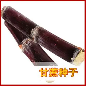 甘蔗有种子吗?种子能发芽吗?甘蔗种子怎么催芽?-图片大观-奇异网
