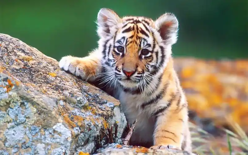 呆萌霸气小老虎壁纸天生就是一个王者