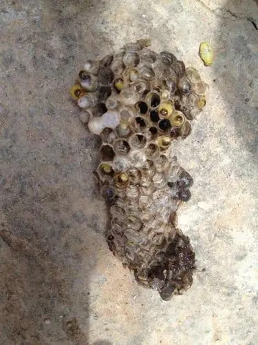 这是什么蜂,今天被蛰了,没发现刺,对身体会不会有什么影响?