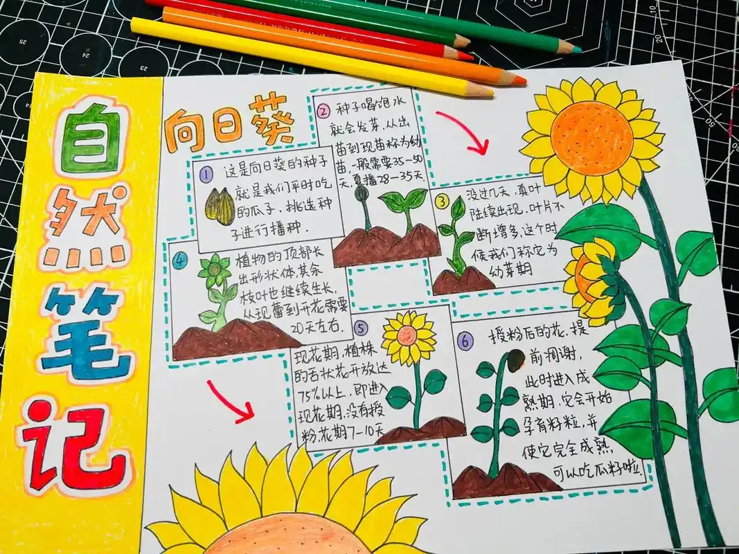植物生长记 向日葵自然笔记 向日葵的生长过程 - 抖音