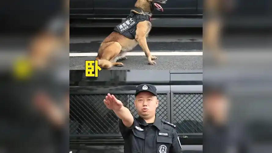 这些训犬手势你都知道吗?学会了去教自己的毛孩子