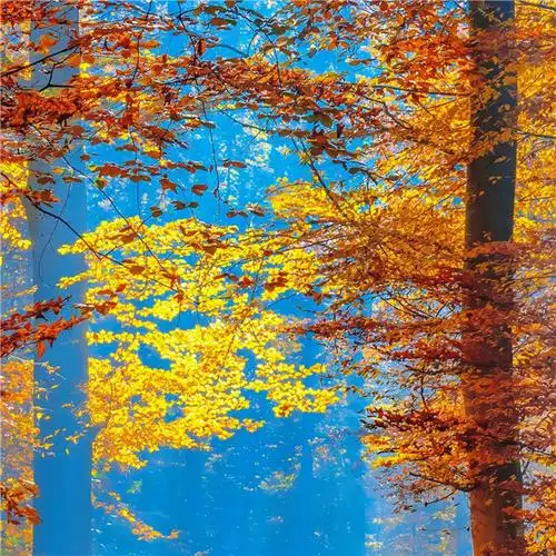 秋天头像风景树叶图片唯美