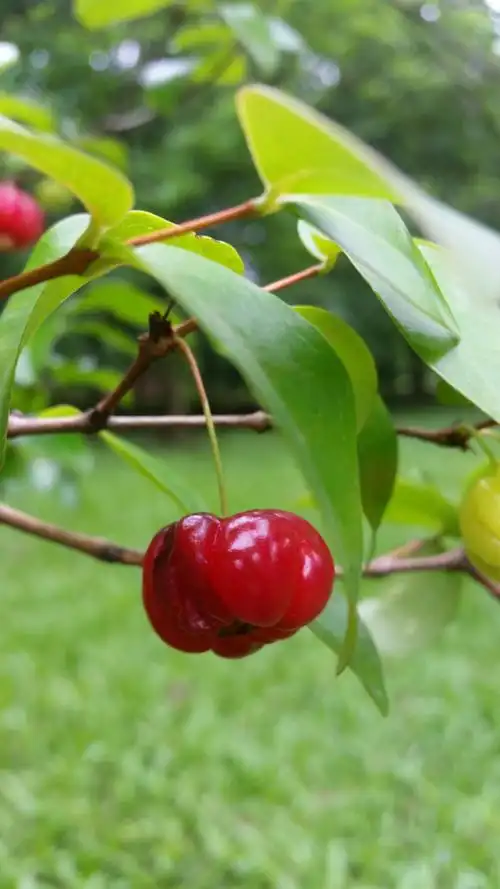 亲近植物园之红果子