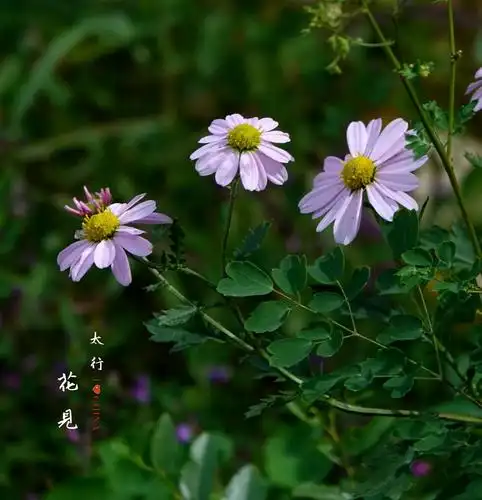 (36)小红菊～菊科菊属