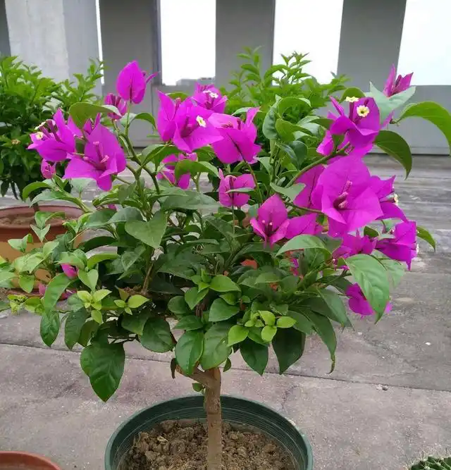 怎么修剪安格斯三角梅小老桩发了很多新枝请教下一步要怎么修剪造型