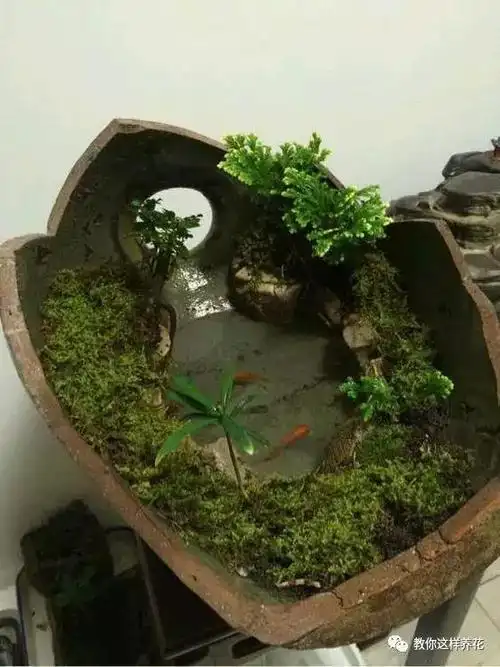 酒坛烂了别扔,切成两瓣就是超美盆景,美死了!