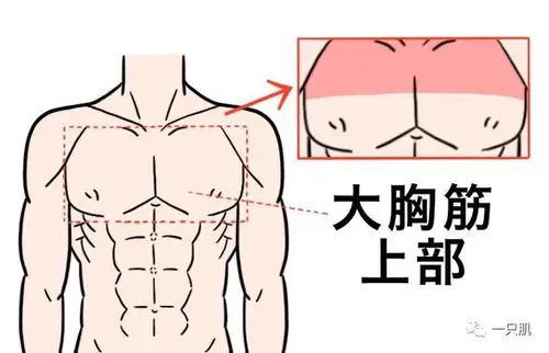 在家有效锻炼胸大肌上部的3种训练方法|胸肌|肌肉|俯卧撑|方向_网易