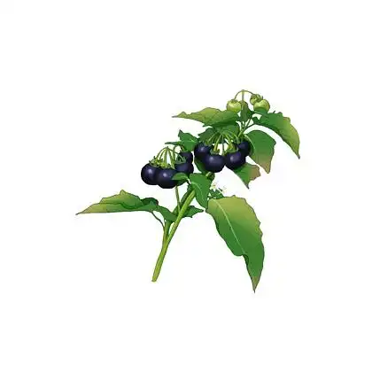 中药草本植物之 i>龙 /i> i>葵 /i>