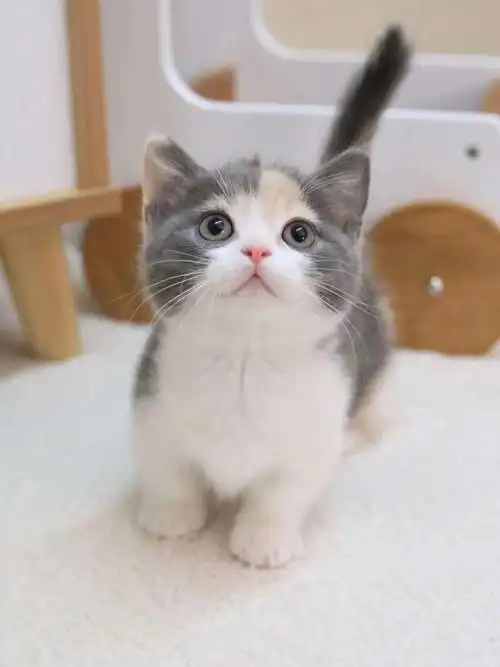 🔸 三花矮脚 妹妹 🔸 几乎五粉