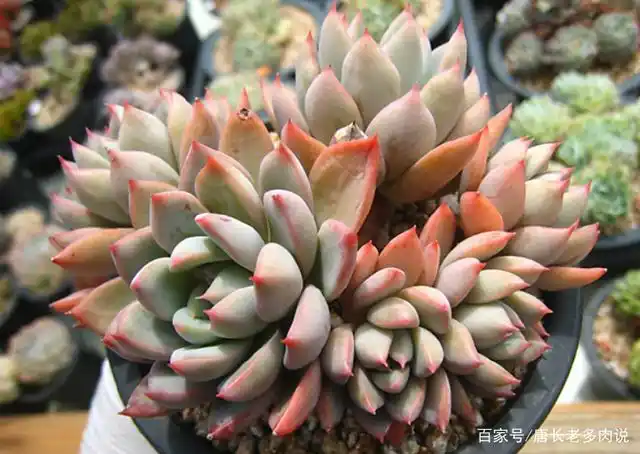 多肉女美月和女雏虽然名称都带有女字,但它们其实长得一点都不像