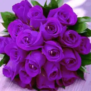 紫玫瑰头像