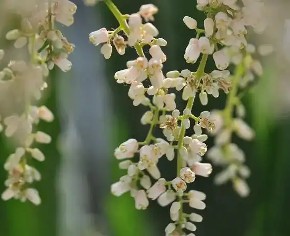 1,清热解毒香椿花有清热,利尿,解毒的功效,有轻微的