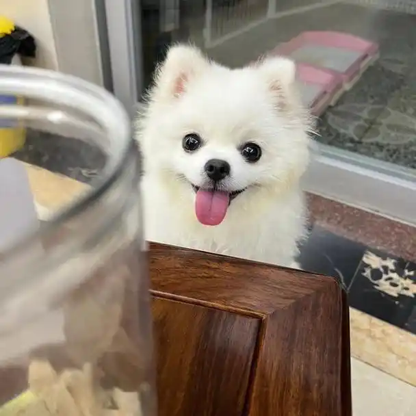 毛发也很蓬松,颜值很高,在以前也是很多人饲养的,但是为什么博美犬被