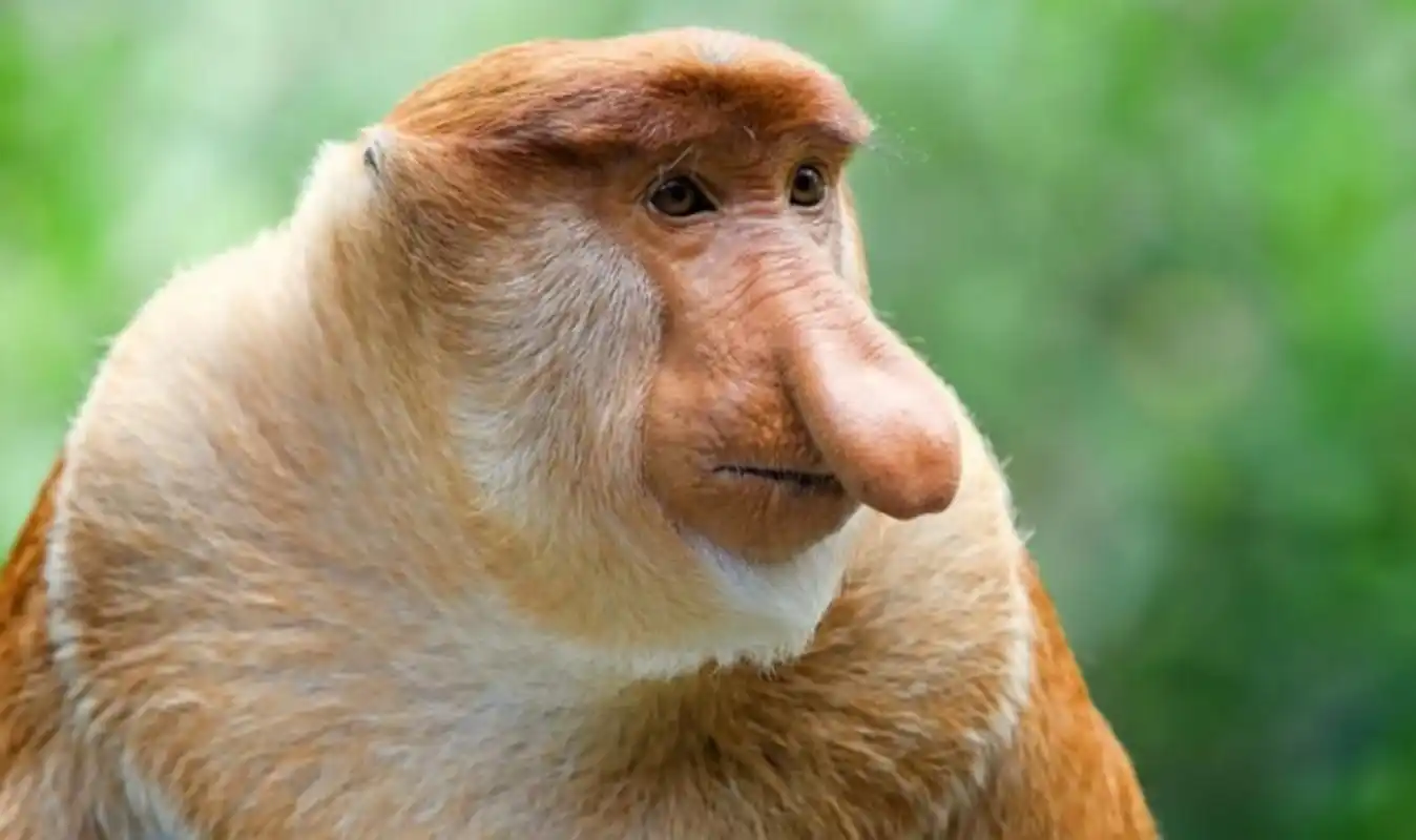 世界上最丑的动物,丑哭了 长鼻猴 之所以说长鼻猴丑正是因为它的鼻子