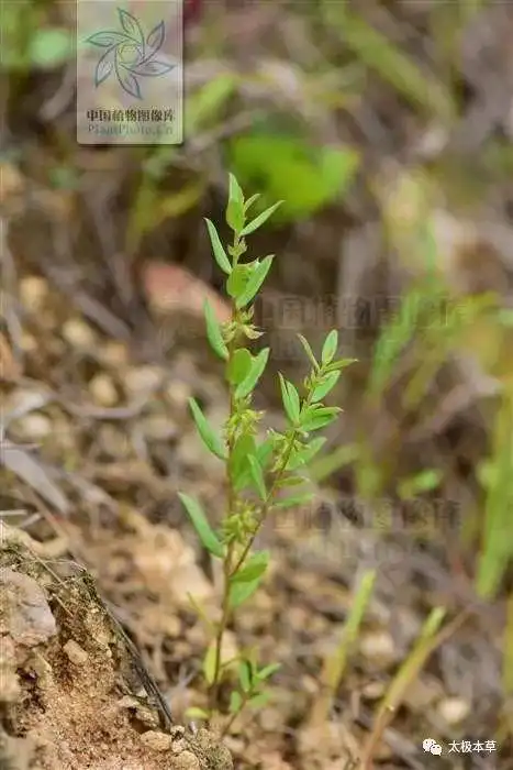 瓜子金见过吗祛痰止咳散瘀治咳嗽咯痰不爽跌打损伤