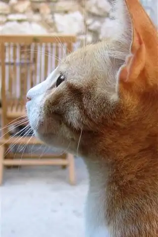 猫侧视图,橙色 iphone 壁纸