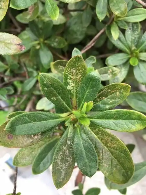 杜鹃花得了军配虫病虫害怎么办 - 花百科