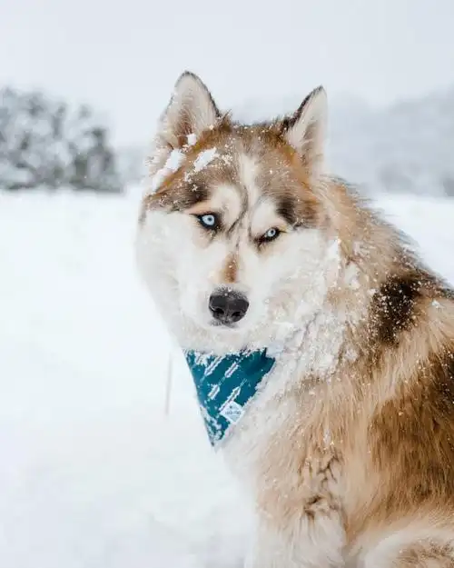 寒雪,中的,宠物狗,图片,标签:宠物狗狗狗特别声明:本站所有图片资源