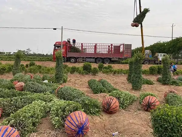 大叶黄杨柱-高度2米冠幅50-60-洛阳好景苗木
