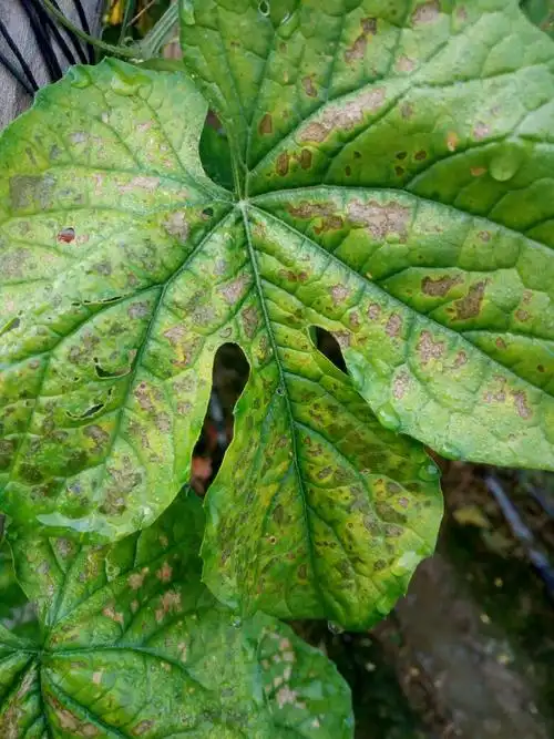 苦瓜叶子怎么这样,什么病