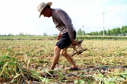 在农村,很多老人都是干活干了一辈子,辛苦操劳了一辈子,如今上了年纪