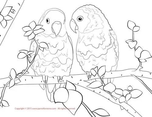 lovebird coloring page