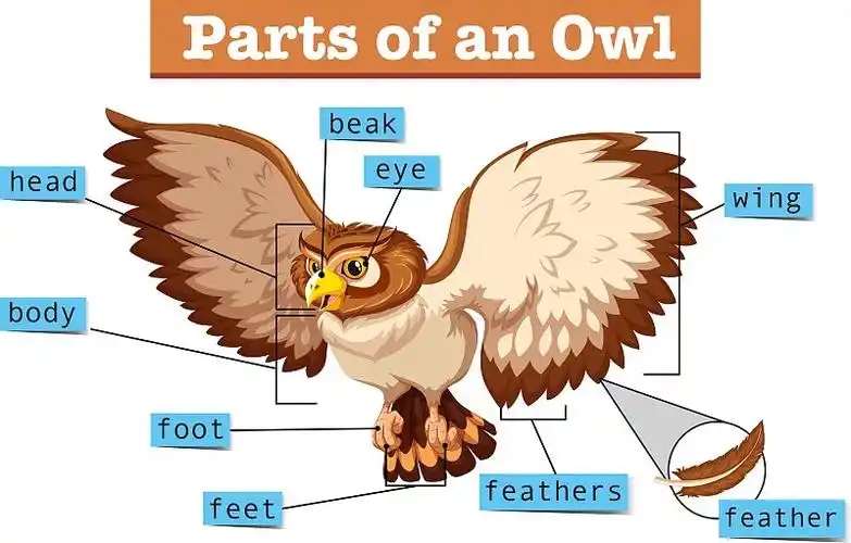 图显示猫头鹰的部分图片