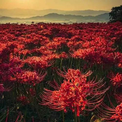 白色彼岸花(这种花真的适合家养吗小编告诉你答案)