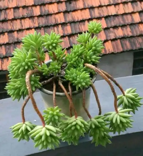 多肉千佛手徒长易倒伏怎么办?撸掉叶子养成多肉悬崖老桩更有味道