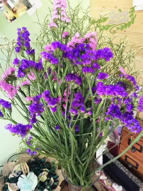 勿忘我花语永恒的爱,满天星见证我永恒的爱