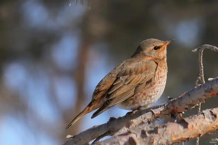 不容靠近的串儿鸡
