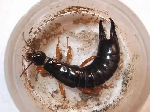 展开全部 肥蠼螋