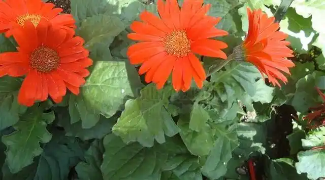 头条问答 - 蒙自火石花怎么养?(13个回答)