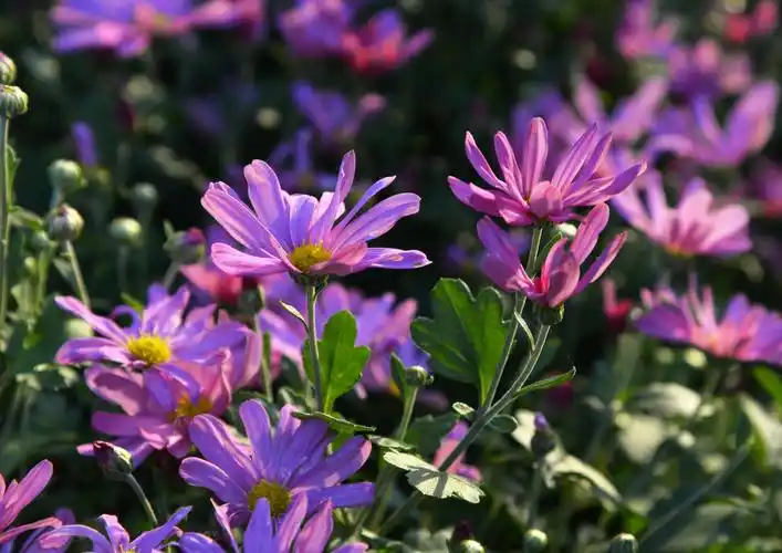 金秋盛开的荷兰菊