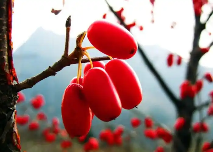 佩茱萸,中国岁时风俗之一.