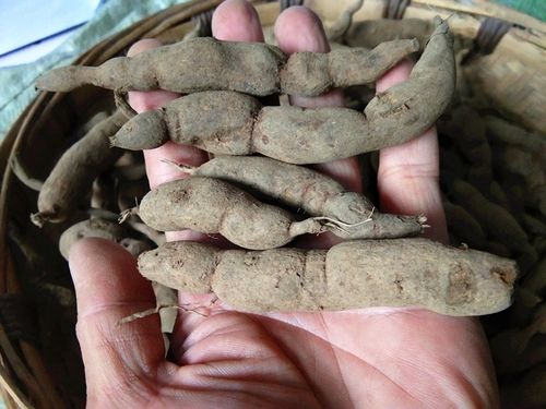 贵州野生雪里开生中药材地雷拐子药蛇松子单叶其他药食同源食品