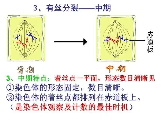 减数分裂前复习有丝ppt