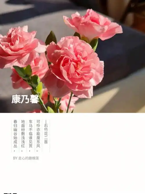 康乃馨用德语怎么说