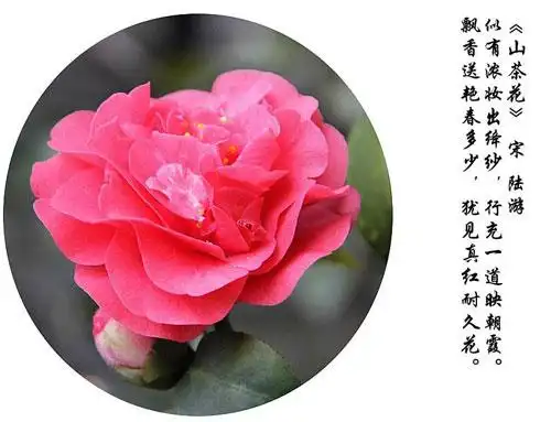 花中珍品山茶花的花语