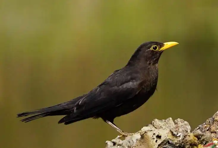 乌鸫的饲养秘诀