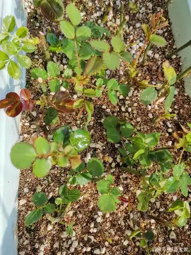 我在冬季扦插月季小苗的成活率你可能想不到