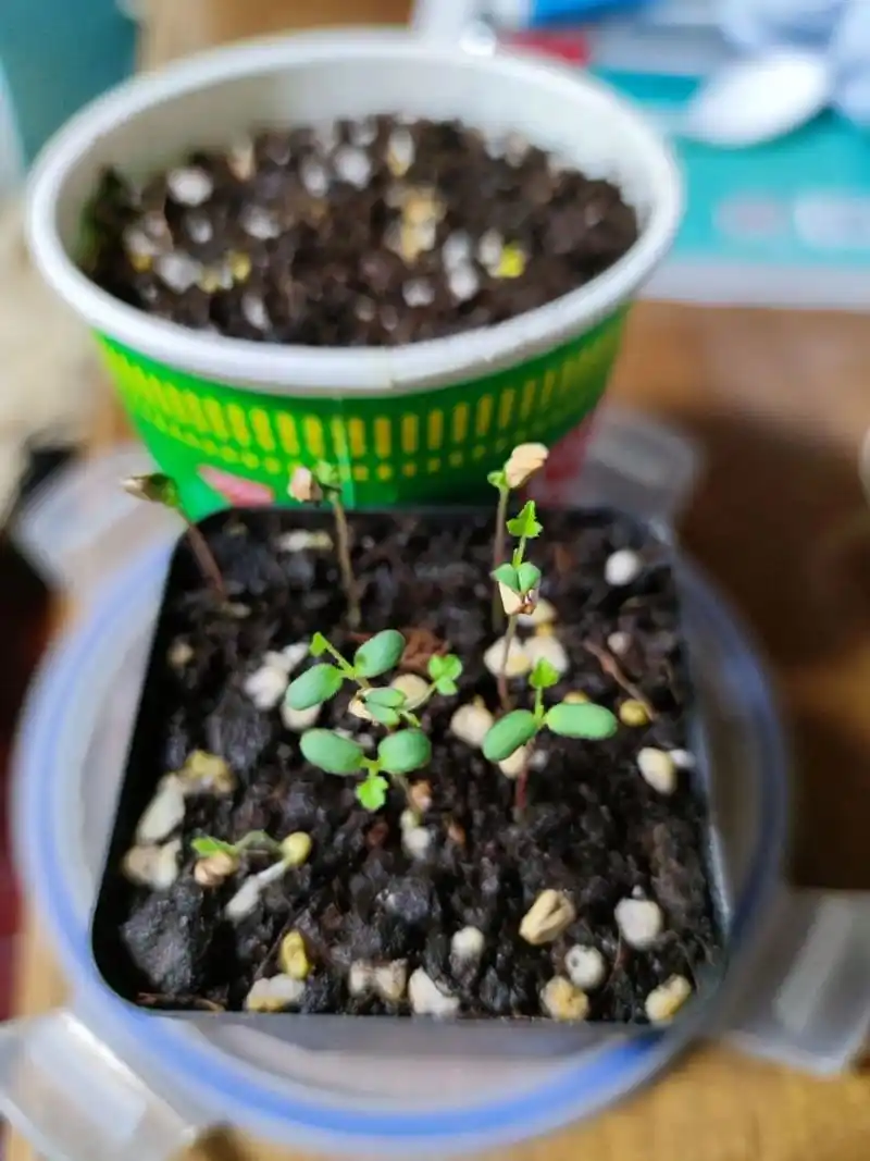 发芽率并不低啊 这个玫瑰种子虽然发芽时间将近四个月,但是没想到发芽